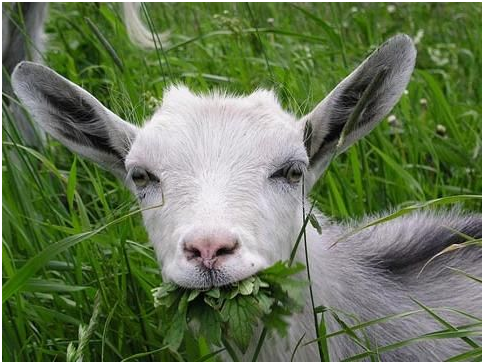 Сколько лет живут козы: средняя продолжительность жизни, максимальный возраст
