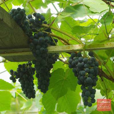 Виноград донские зори: характеристика сорта и рекомендации по выращиванию