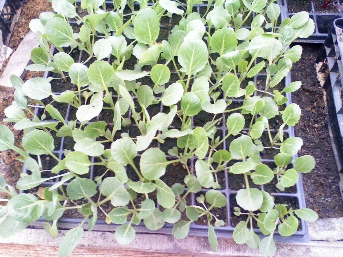 Как выращивать цветную капусту в открытом грунте без рассады