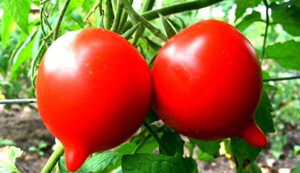Улучшенный вкус — томат гибрид тарасенко 6: описание сорта и его характеристики