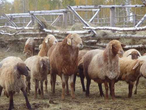 Баран и овца: в чем основная разница, особенности происхождения слов, отличительные характеристики животных