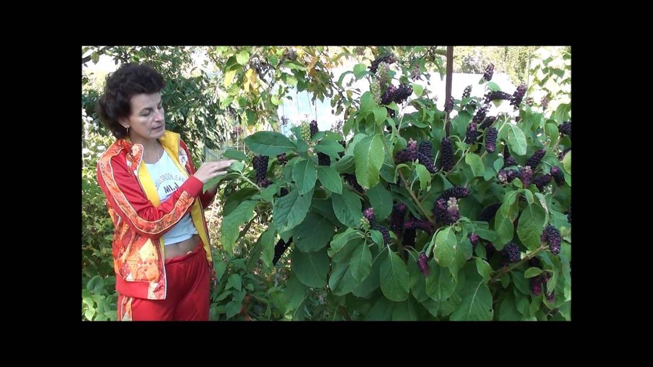 Циния — выращивание и уход в открытом грунте