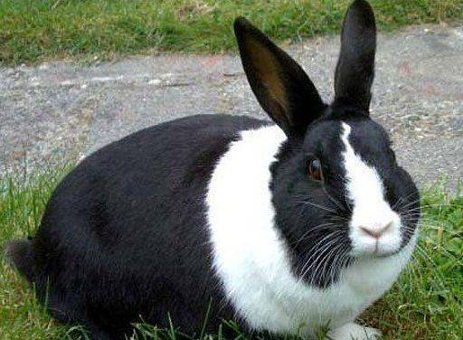 Причины и лечение вздутия живота у кроликов