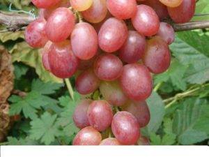 Виноград велес — настоящий дар бога плодородия
