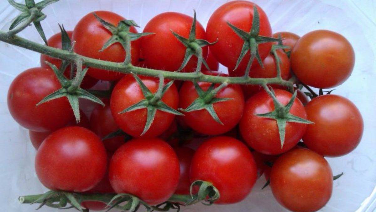 Выращивание томата подарок женщине