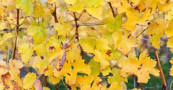 Почему желтеют листья у яблони: причины, что делать и чем лечить