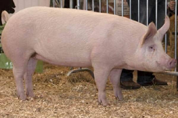 Порода свиней кармалы: продуктивность и особенности содержания