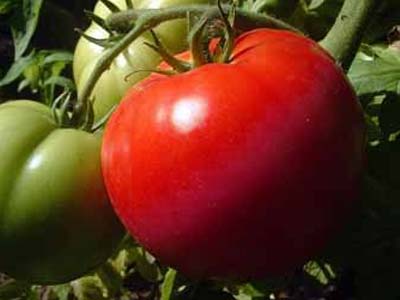 Каспар: описание сорта томата, характеристики помидоров, посев