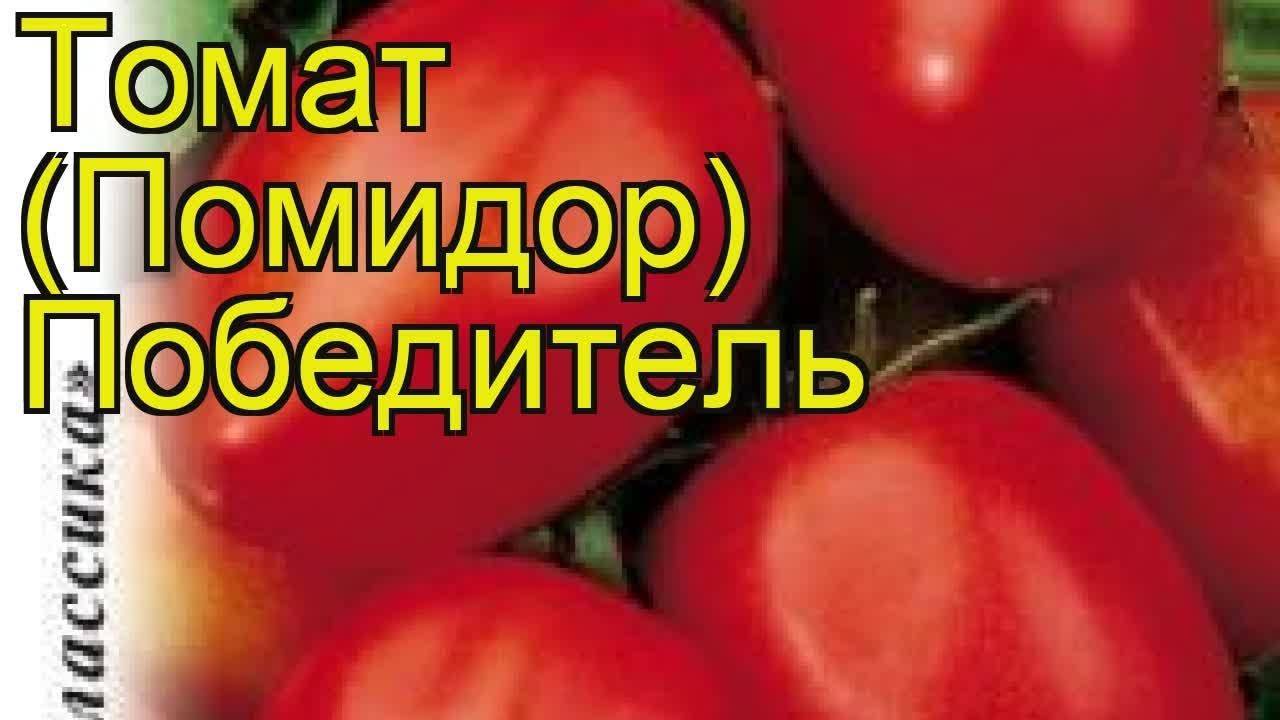 Описание сорта томата Победитель и его характеристики
