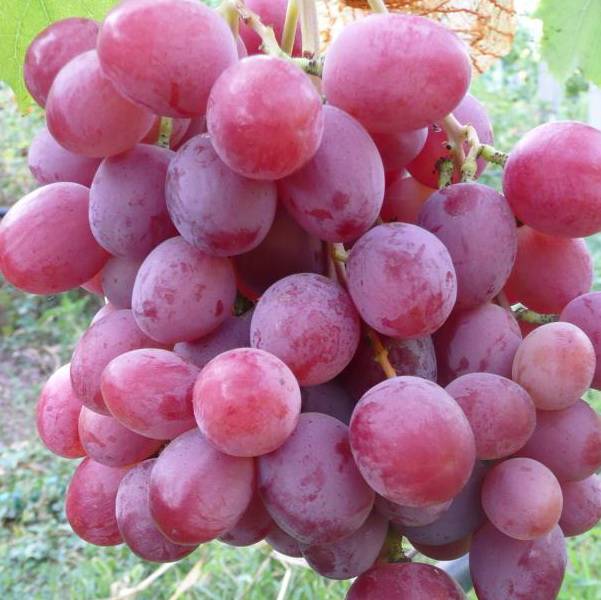 Описание и характеристики сорта винограда Анюта, посадка и уход