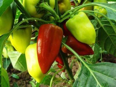 Рассада перца – от посева семян до высадки саженцев в грунт