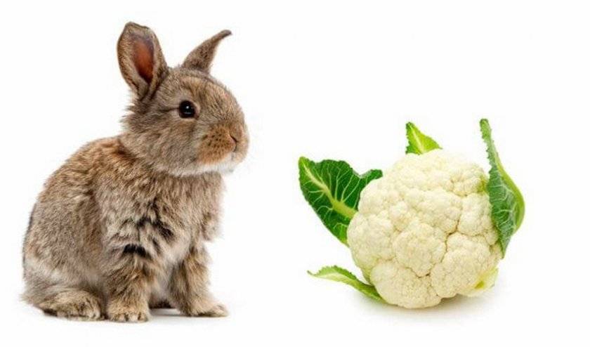 Каким зерном кормить кроликов?