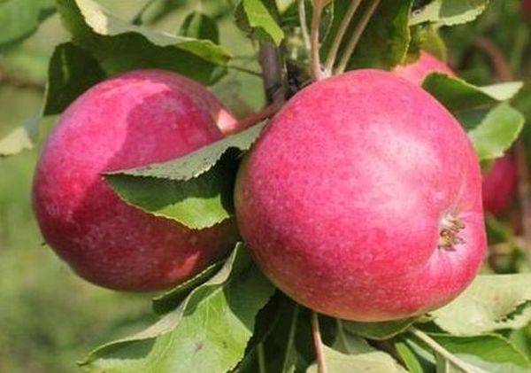 Характеристики и описание сорта яблони Веньяминовское, посадка и уход