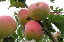 Лучшие сорта яблони для сибири: описание и характеристика