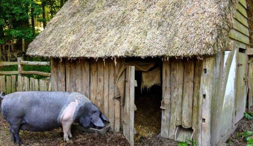 Разведение свиней в домашних условиях для начинающих: выгодно ли?