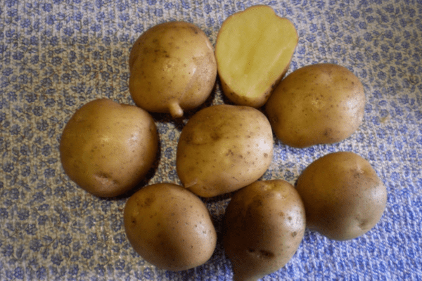 Картофель каратоп: описание, характеристики, фото