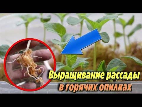 Как проращивать рассаду огурцов в опилках