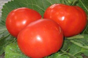 Универсальный сорт помидоров для салатов, засолок и сушения — томат «метелица»