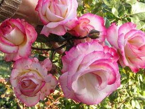 Как вырастить розу индиголетта