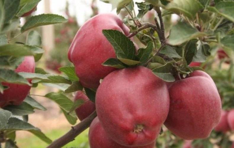Всё о выращивании яблони сорта глостер