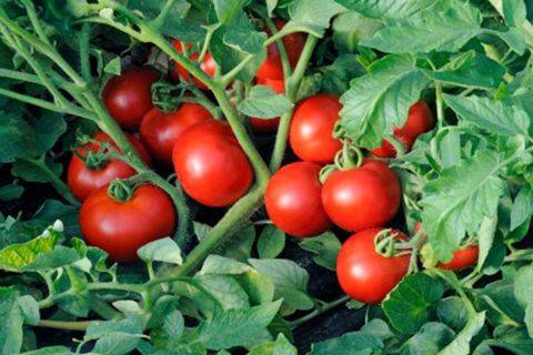 Метод Терехиных по выращиванию томатов: технология с видео