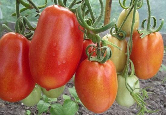 Сердце красавицы: характеристики и описание сорта томатов, советы и отзывы