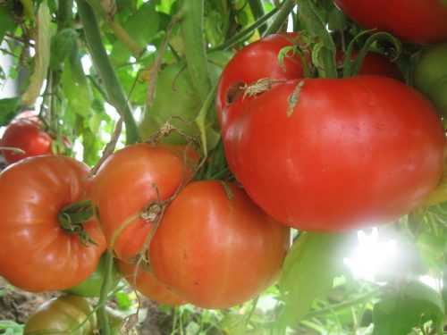 Томат батяня — описание сорта, отзывы, урожайность