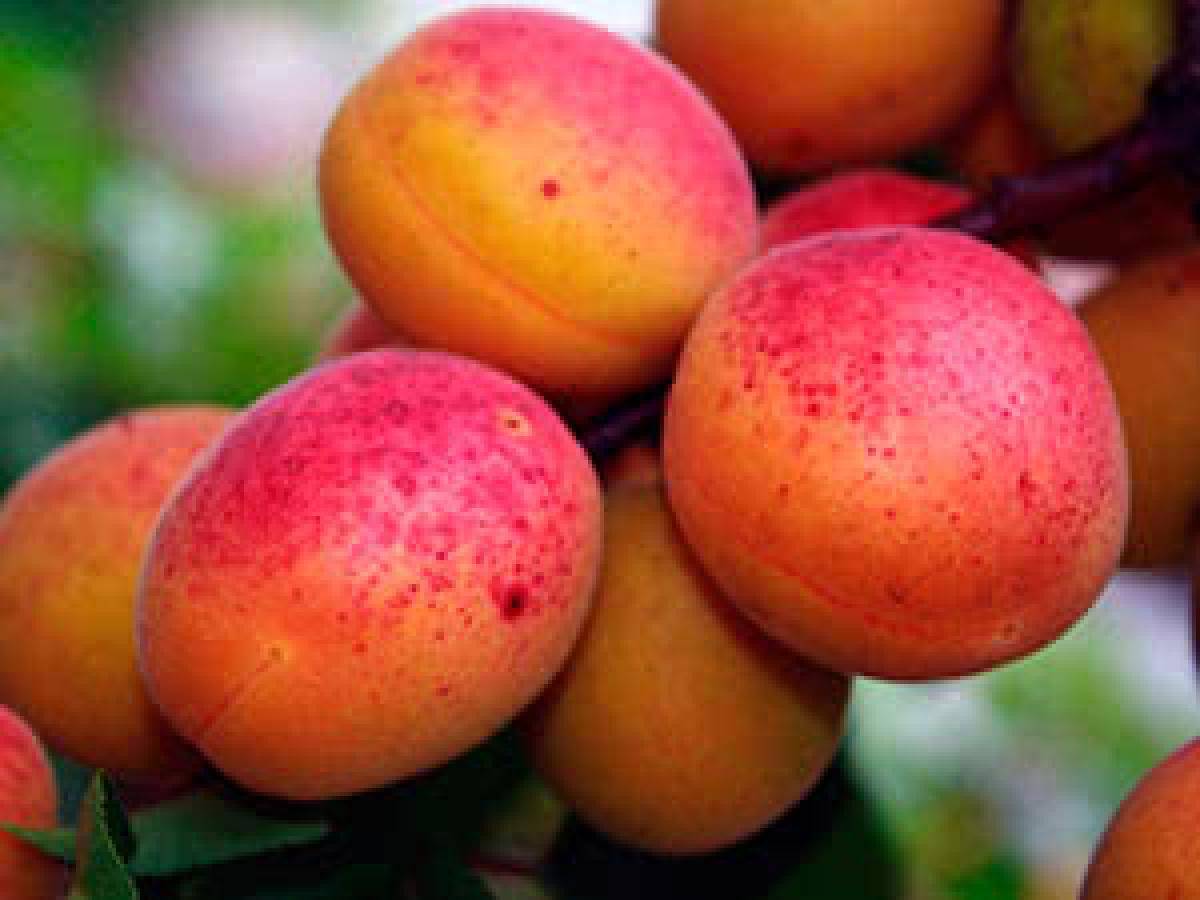 Выращивание абрикоса – правила, тонкости посадки и полезные рекомендации по уходу