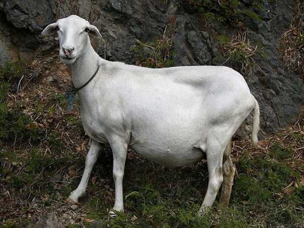 Надженые способы определения беременности у козы