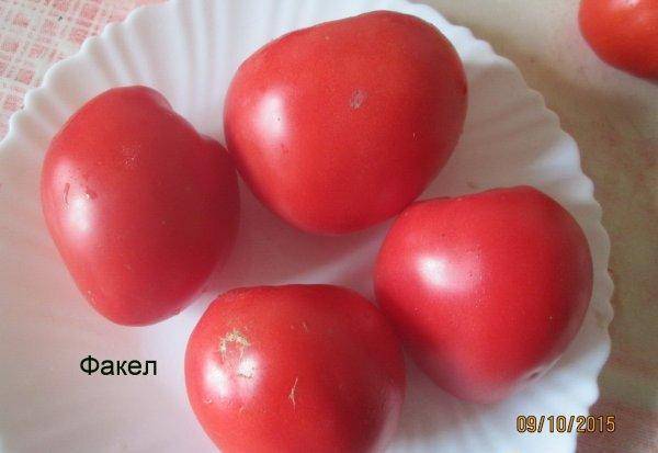 Характеристика и описание сорта томата огни москвы, его урожайность