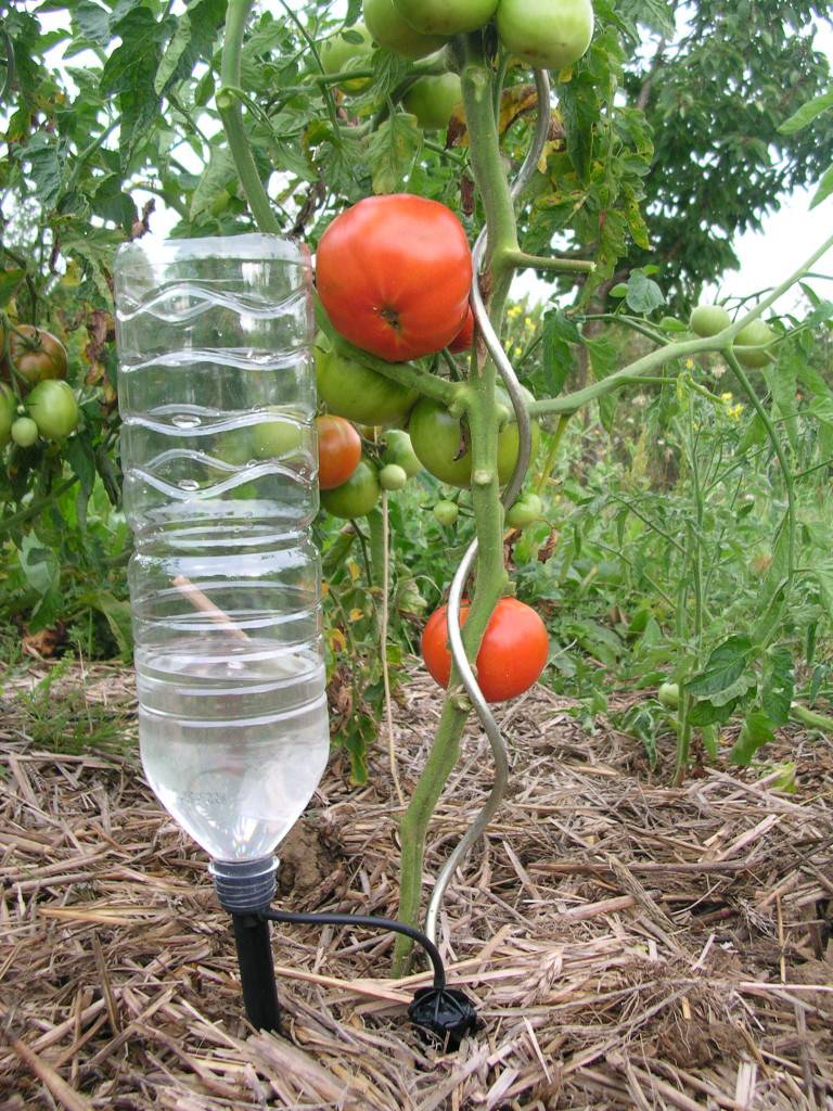 Капельный полив томатов бутылками: как правильно устроить систему