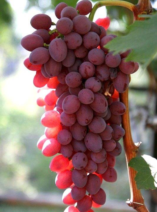Виноград кишмиш находка: описание, фото и отзывы