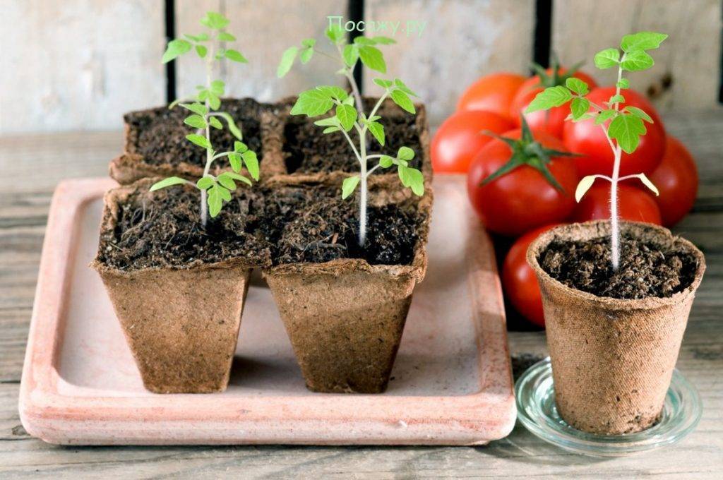 Все этапы подготовки семян к посеву: перца, томатов, обязательна ли выбраковка и барботирование, как правильно их проводить