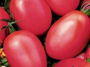 Вкуснейший гибрид для истинных гурманов — томат «великосветский»: знакомимся с видом и пробуем его вырастить