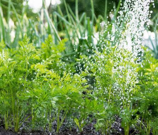 Как дачнику поможет соль: 8 способов применения на огороде