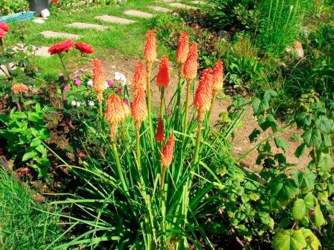 Тритома или книфофия: посадка и уход в открытом грунте, фото и особенности выращивания южноафриканского растения с колосовидными соцветиями