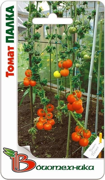 Сорт помидоров палка — идеальный вариант для садоводов