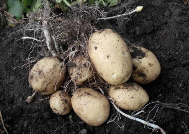 Описание сортов картофеля Сорокодневки, выращивание, когда копать