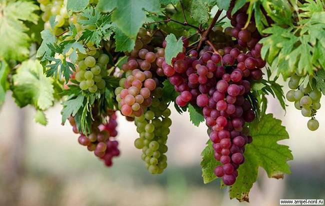 Чем и как опрыскивать виноград в июле для обработки от болезней и вредителей