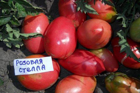 Розовоплодные томаты: сорта-фавориты вкуса