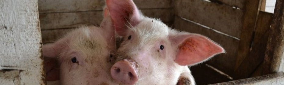 Другие методы чистого разведения свиней