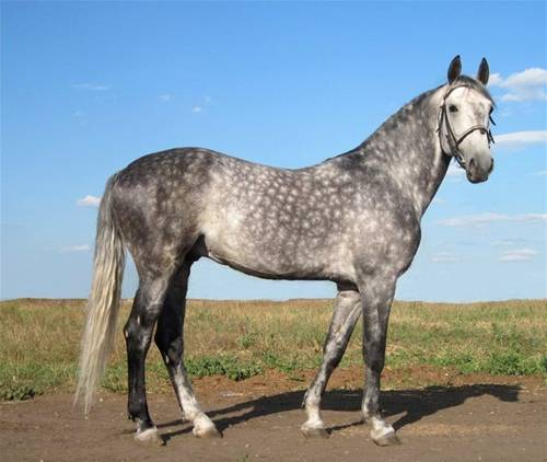 Карачаевская лошадь: полное описание породы