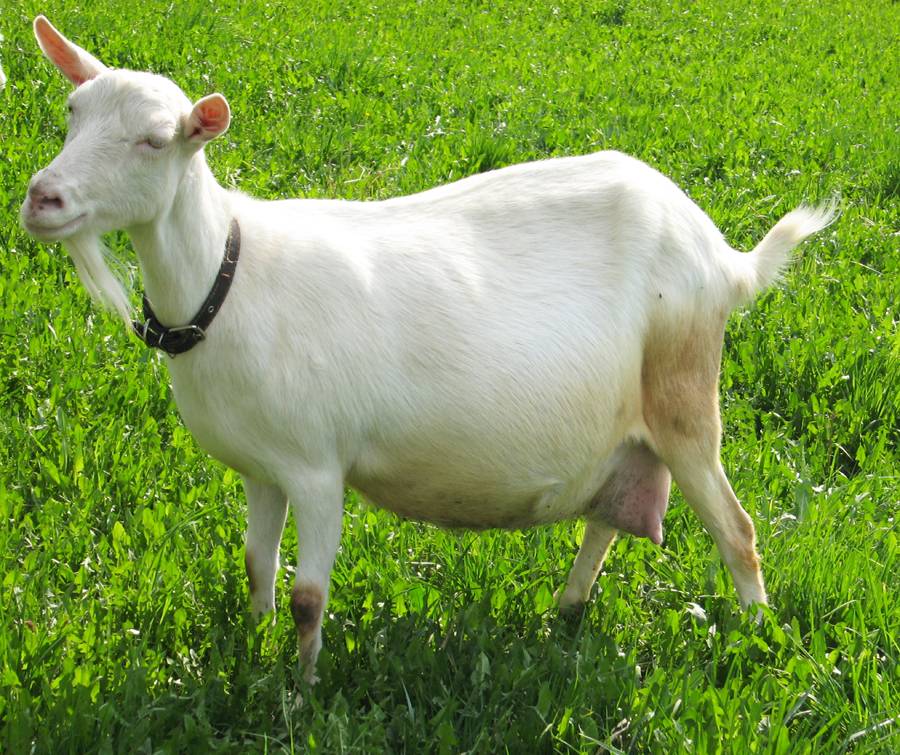 Тимпанол: инструкция по применению для коз, дозировка и аналоги