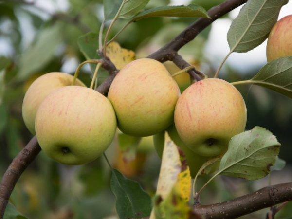 Элитная яблоня орловский пионер: описание, фото