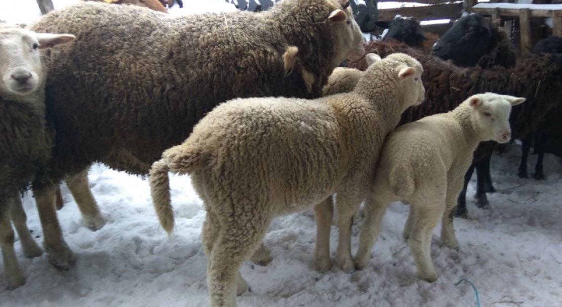 Эдильбаевская порода овец: описание, особенности содержания и разведения