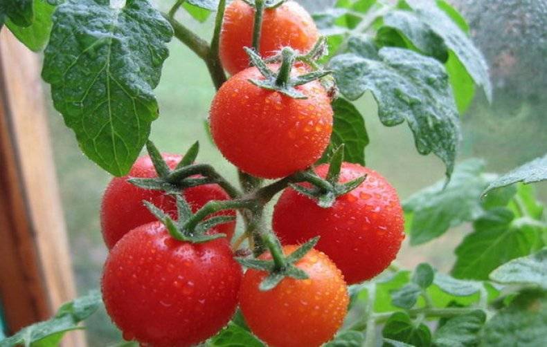 Китайский способ выращивания рассады томатов