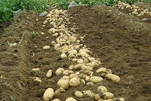Нормы и особенности внекорневой подкормки картофеля