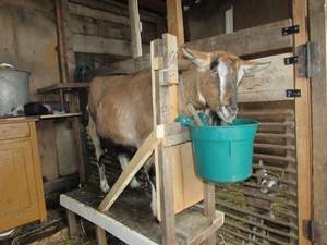 Как сделать своими руками кормушку для коз под сено и для иной еды? материалы, схемы, чертежи, фото