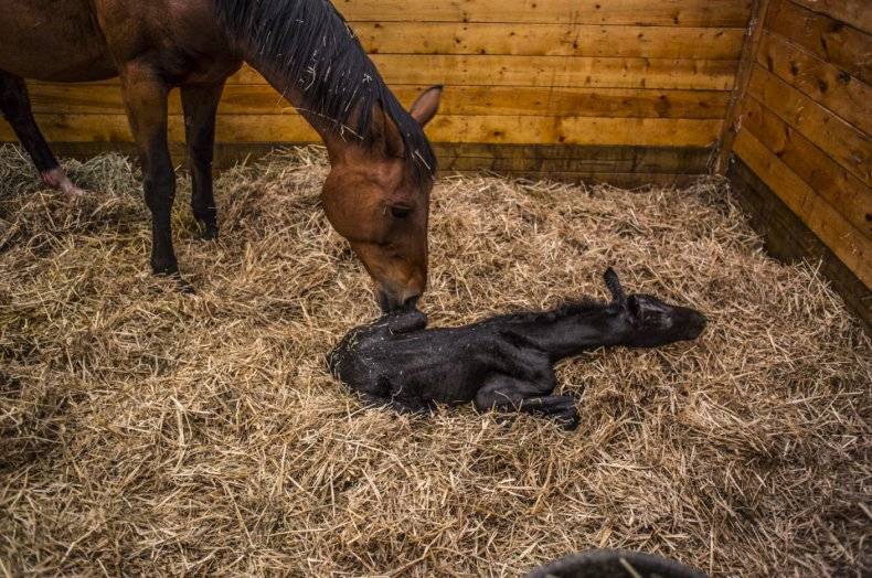 Сколько длится беременность и как принять роды у лошадей