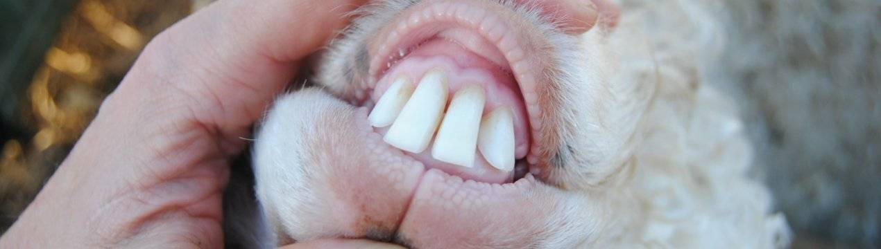 Количество зубов у барана и строение челюсти, как по ним определить возраст
